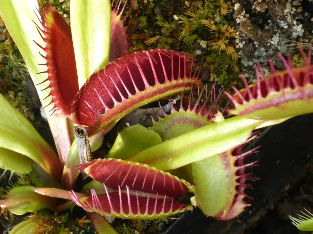 Carnivorous Plants That Trapped And Digested Their Prey (Image Credits: Rawpixel)