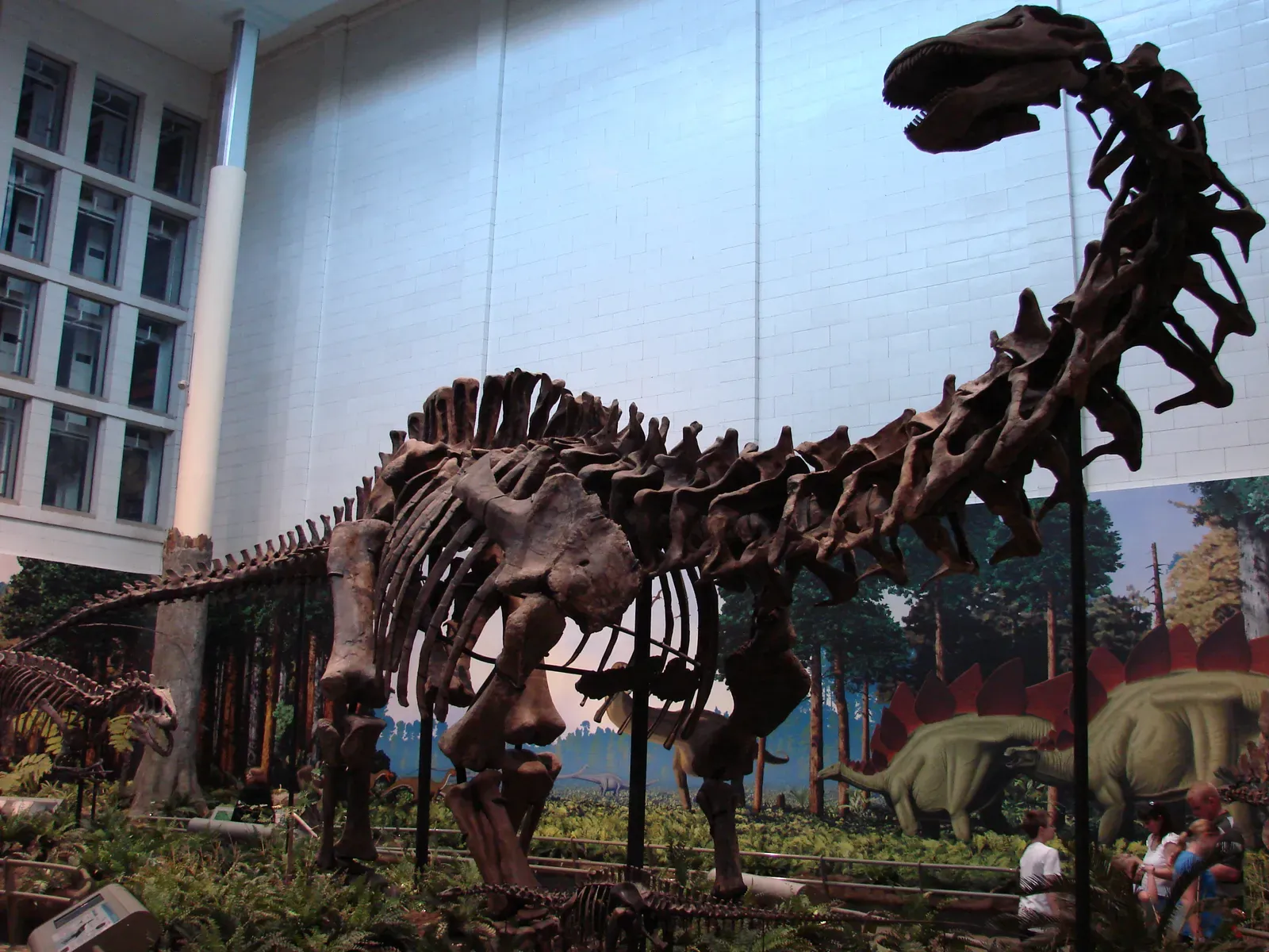 #16 - Atlantosaurus montanus (originally posted to Flickr as 2008-05-25 Pittsburgh 151 Oakland, Carnegie Museum of Art - Museum of Natural History, CC BY 2.0)