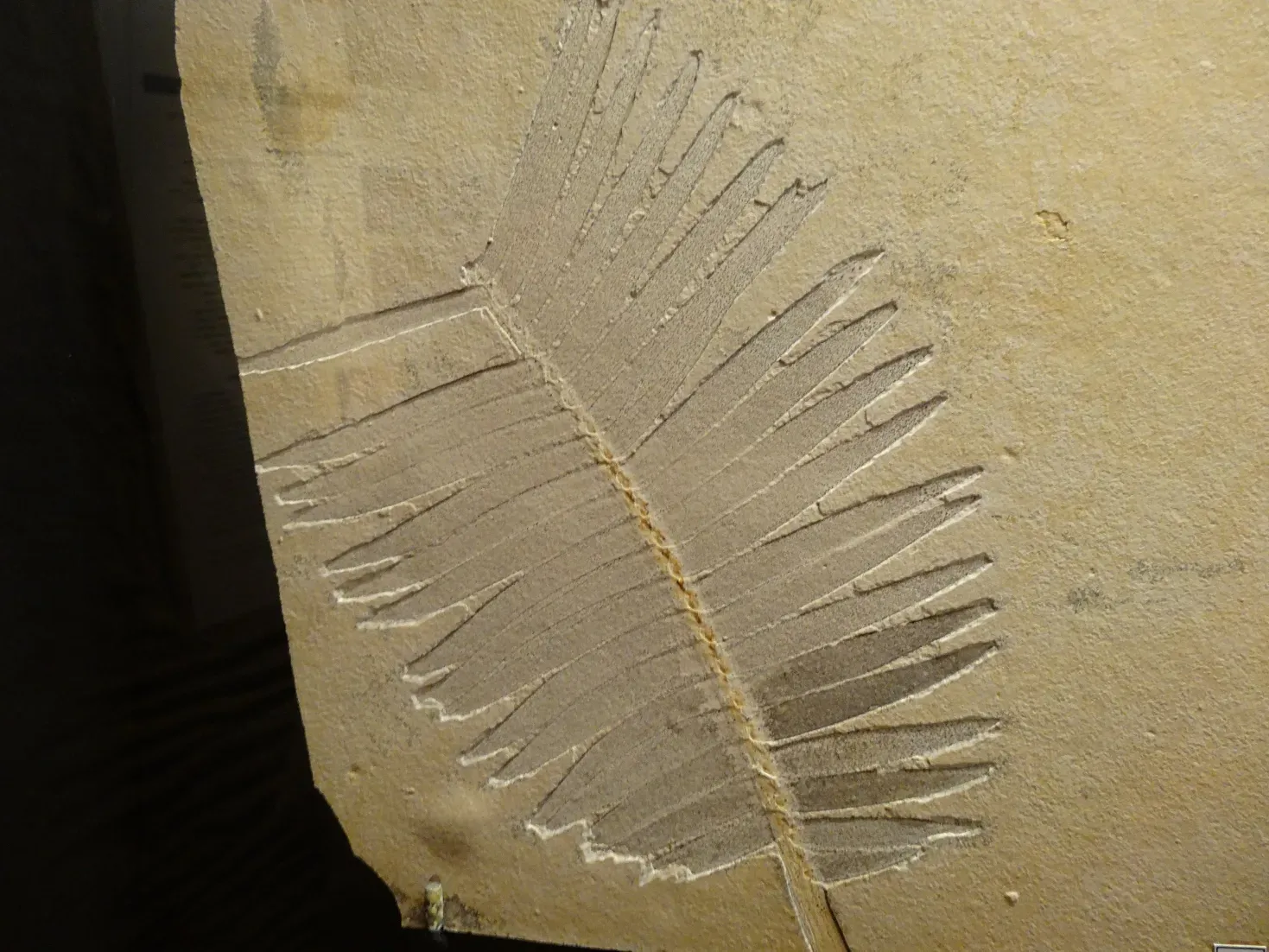 8. Bennettitales: The Mysterious “Cycad‑Like” Plants on the Menu (By Chillibilli, CC BY-SA 4.0)