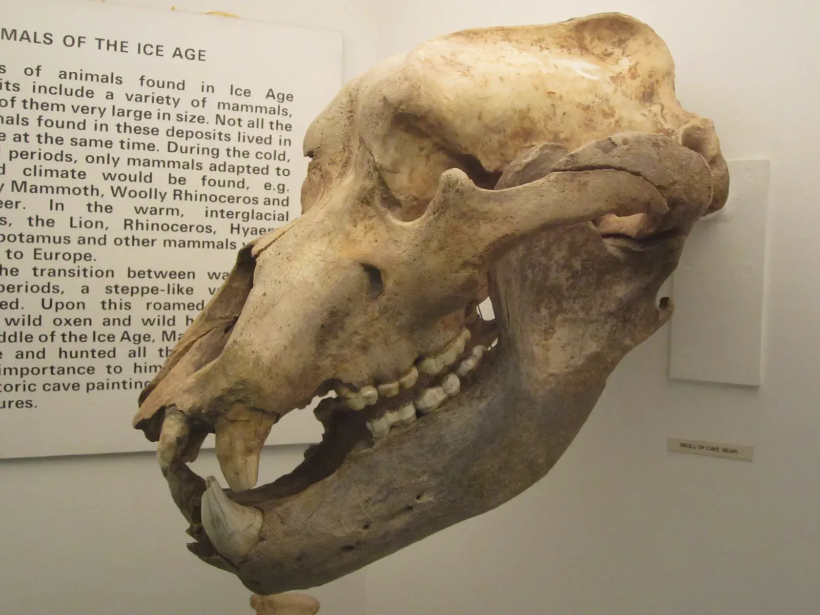6. Their Skulls Were Shaped in a Way That May Have Doomed Them (By Rept0n1x, CC BY-SA 3.0)