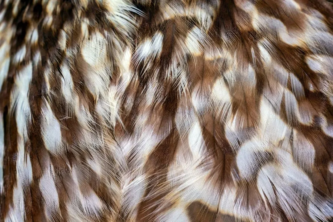 #4 - Wearing Feathers as Camouflage While Never Once Facing an Aerial Predator (Image Credits: Unsplash)