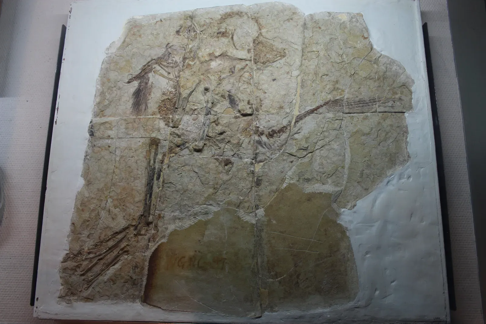 6. Caudipteryx: The Ground-Running Dinosaur With Proper Tail Fan and Wing Feathers (By Jonathan Chen, CC BY-SA 4.0)