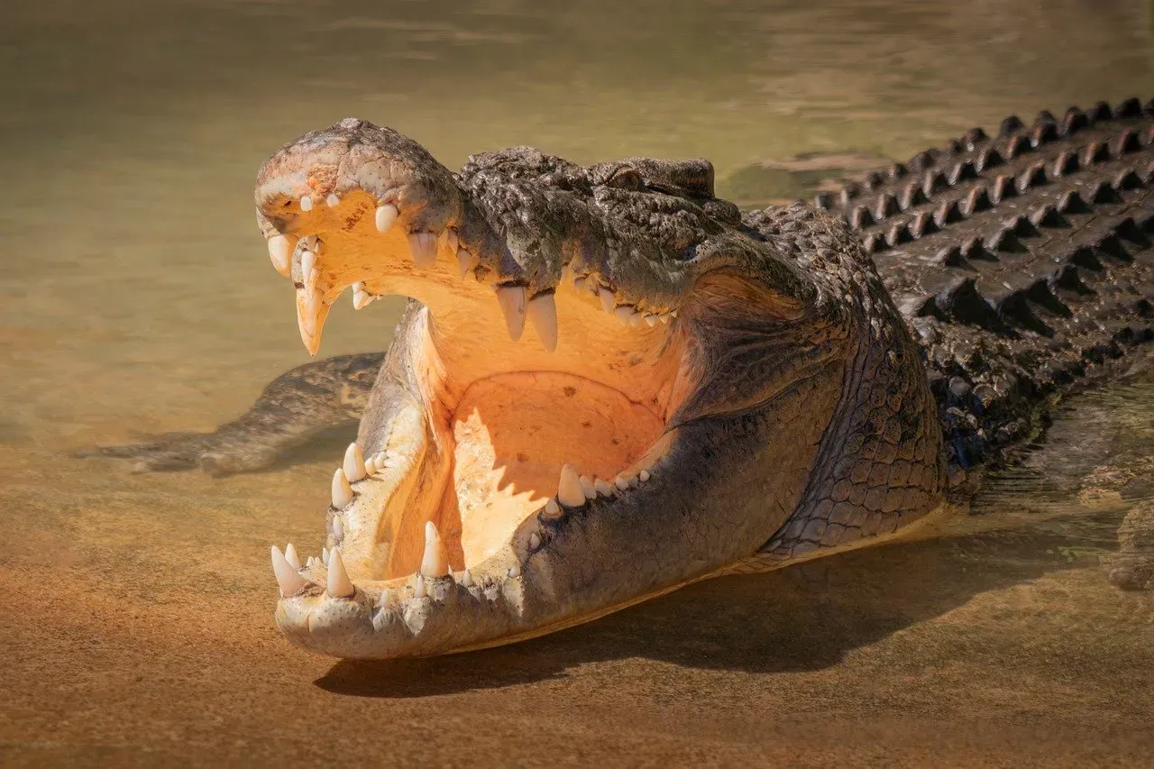 The Modern Comparison: Saltwater Crocodile (Image Credits: Pixabay)
