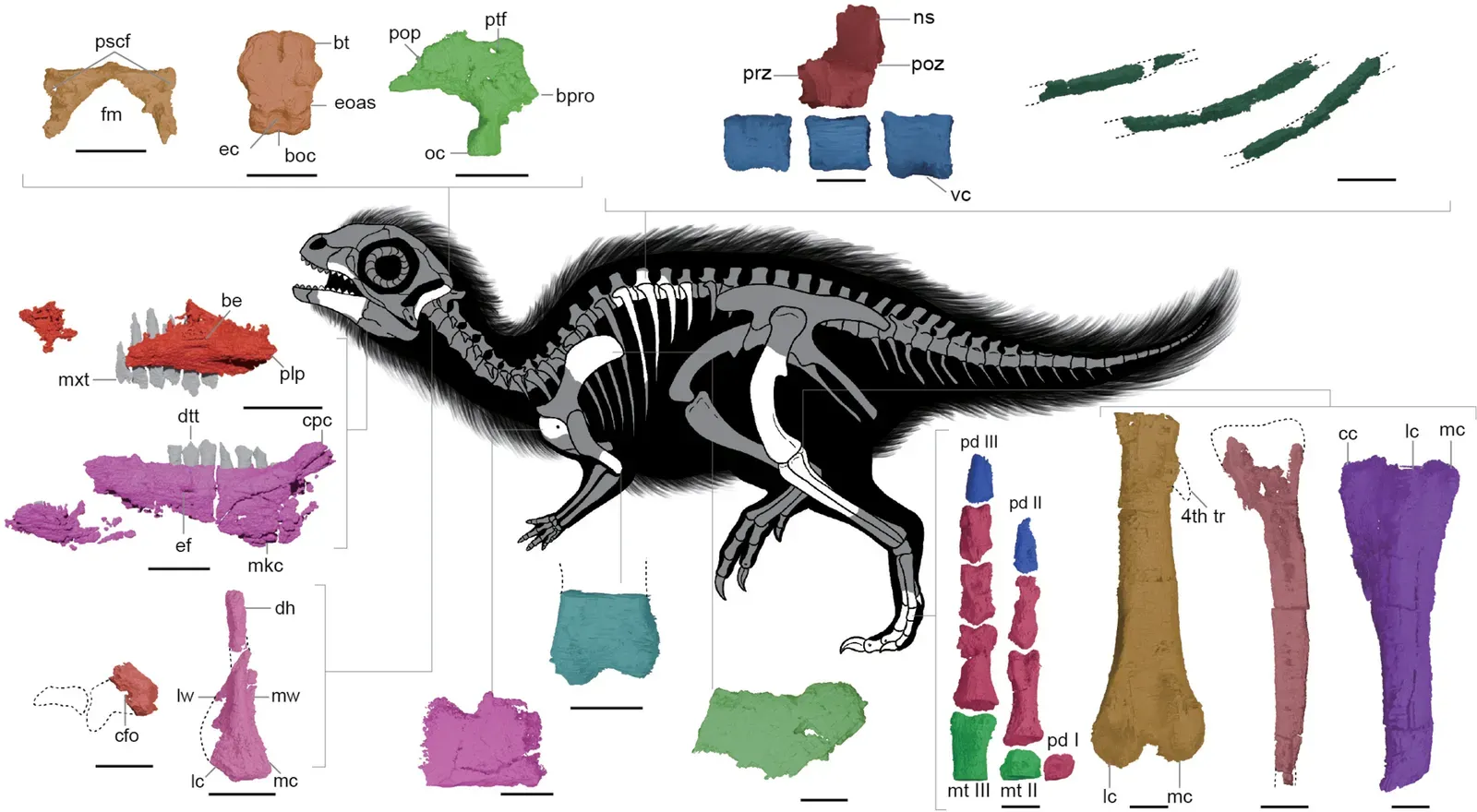 Doolysaurus and the Rise of East Asian Paleontology ("A new dinosaur species from Korea and its implications for early-diverging neornithischian diversity", CC BY 4.0)