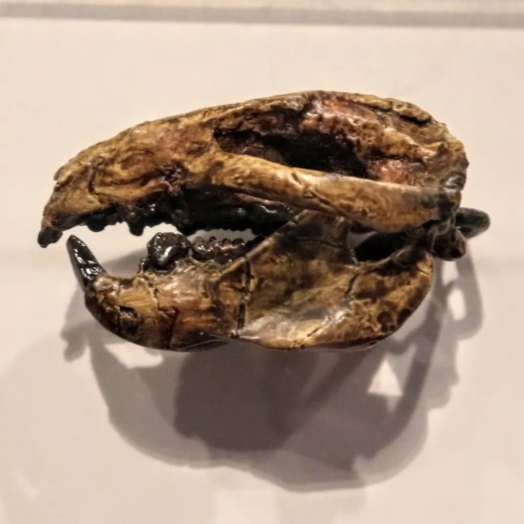 Jaw Joints and Middle Ears: A Patchwork, Not a Straight Line (edenpictures, Flickr, CC BY 2.0)