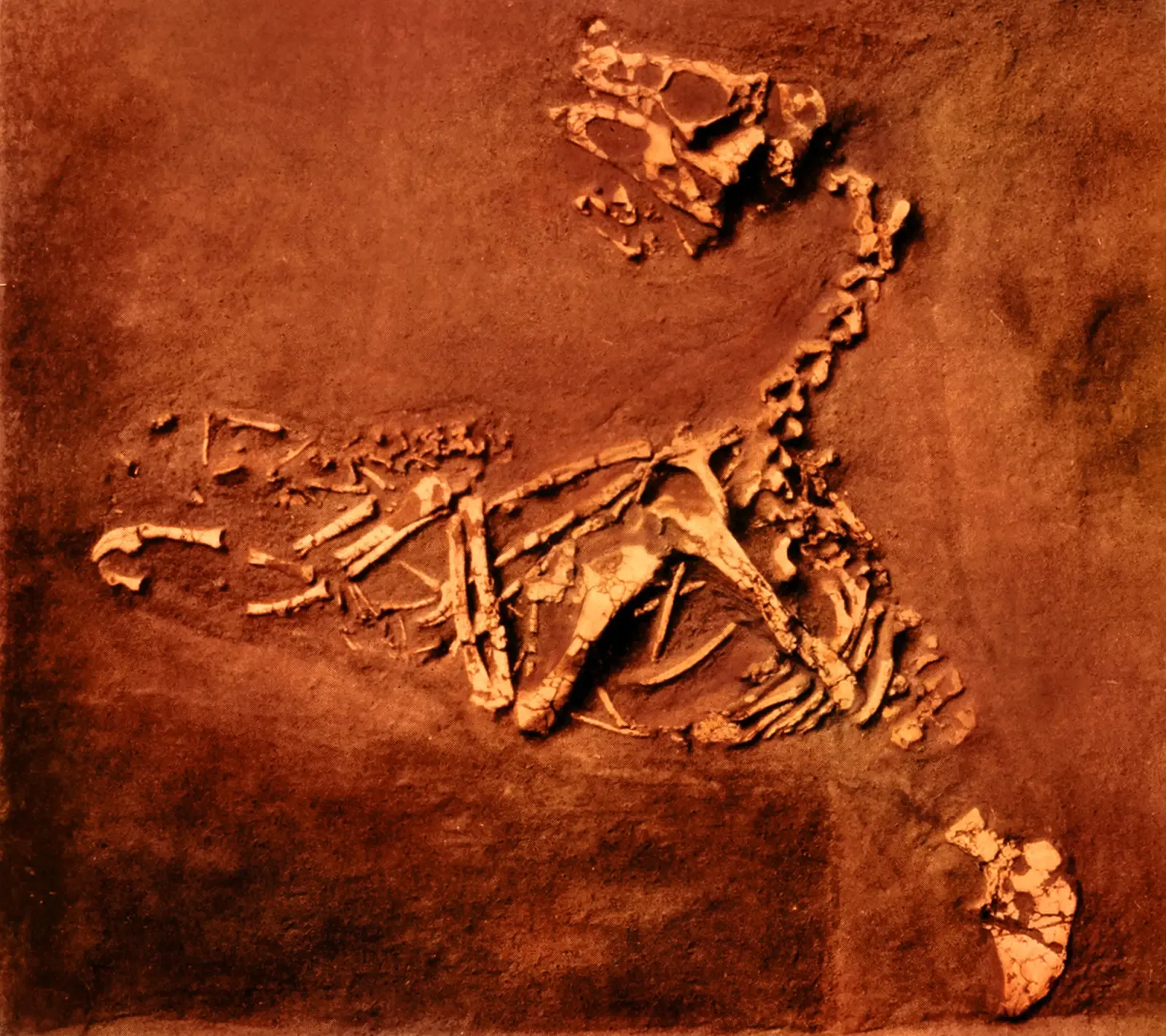 Soft Tissue Discoveries: A Tantalizing Clue or False Hope? (Image Credits: Wikimedia)