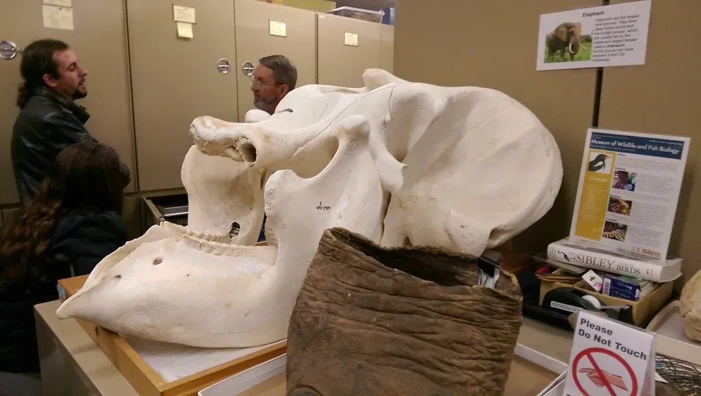 3. Ancient Greece: Cyclops, Griffins, and the Fossil Connection (PaintedByDawn, Flickr, CC BY 2.0)