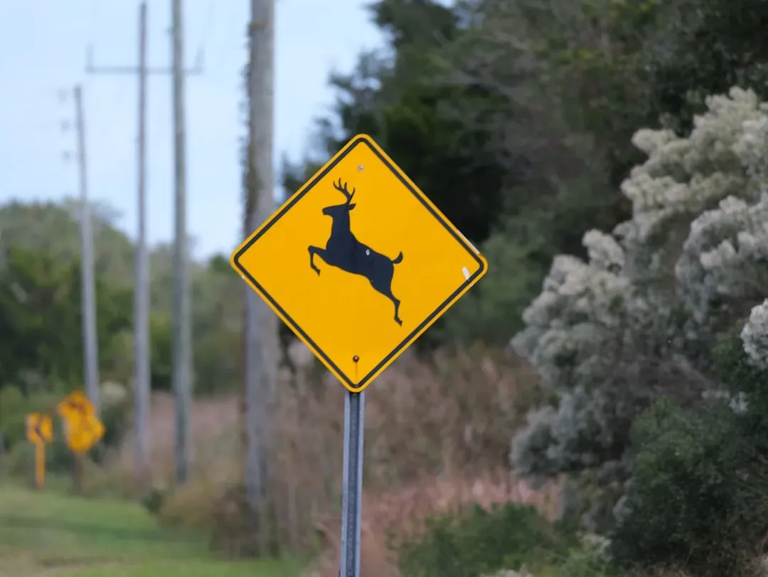 You Notice Symbols or Images of the Animal in Unexpected Places (Image Credits: Unsplash)