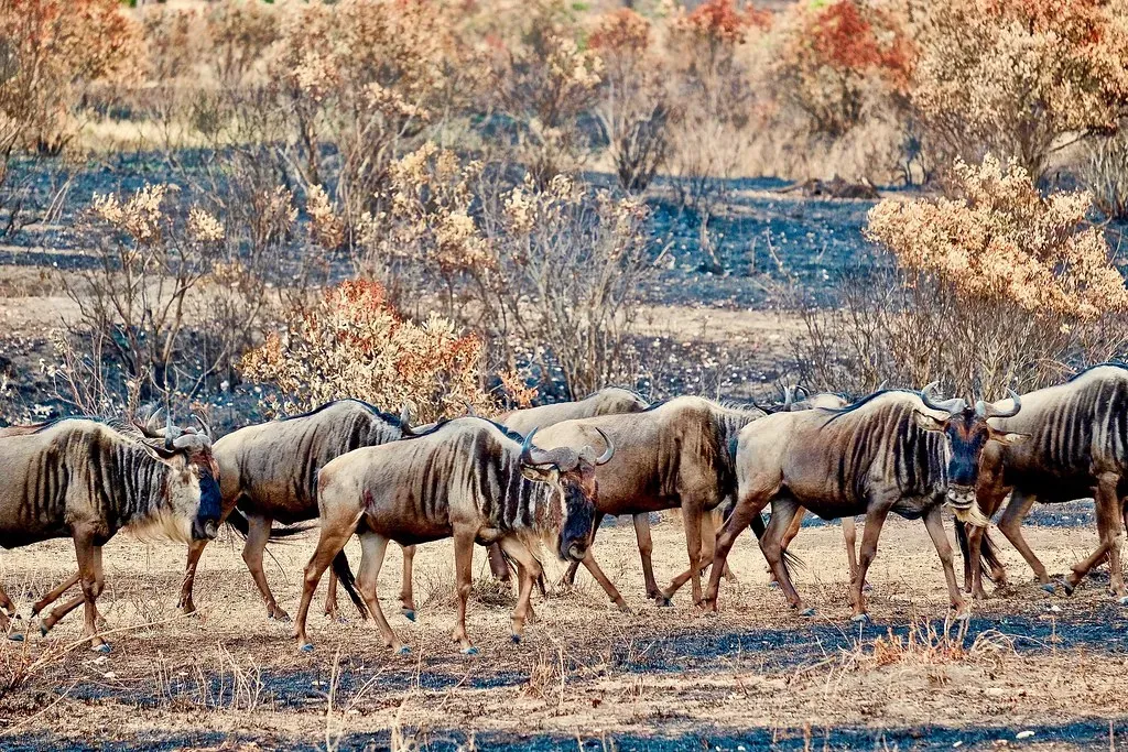 Capricorn – The Wildebeest’s Enduring March (susanjanegolding, Flickr, CC BY 2.0)