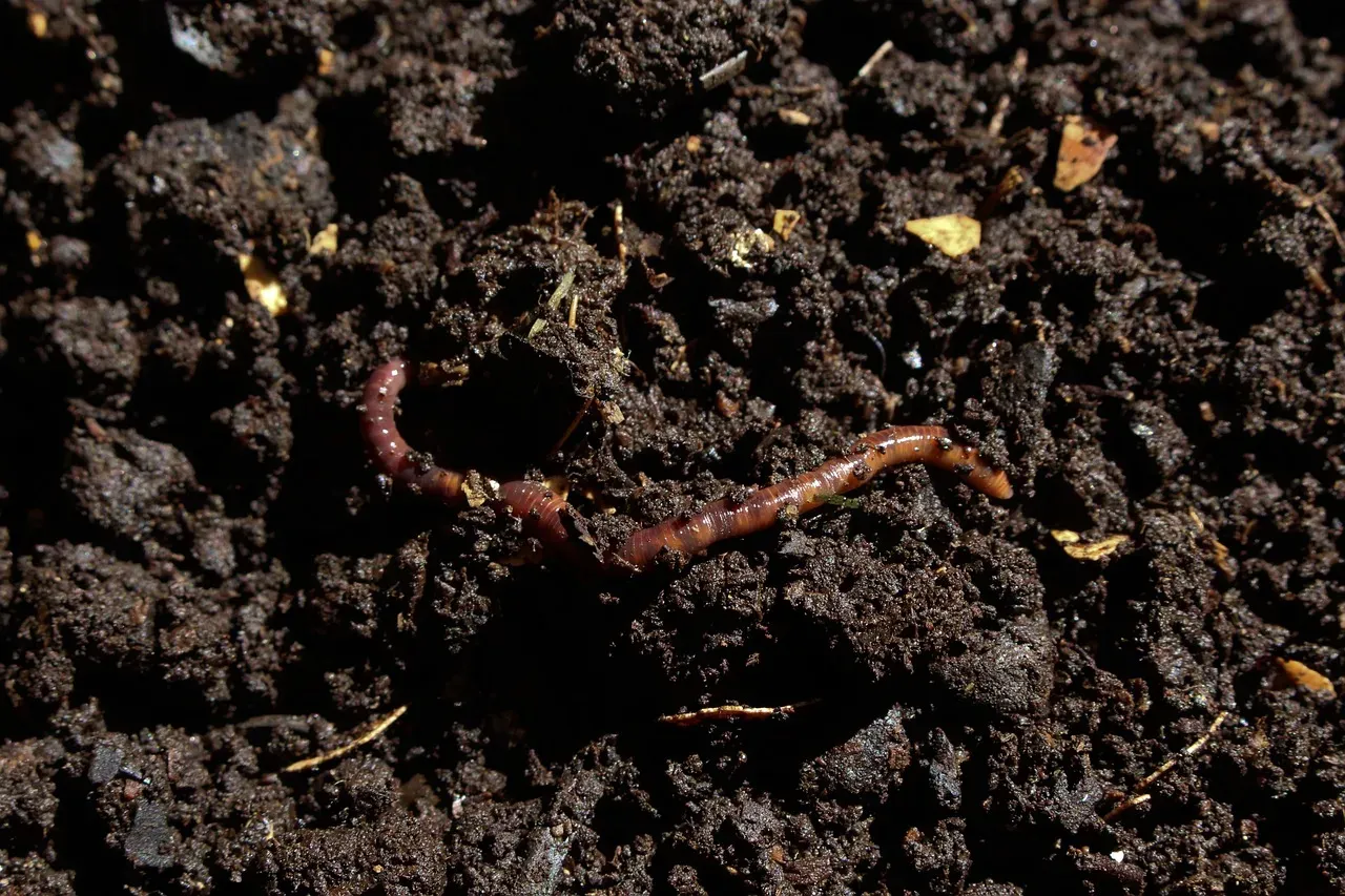#11 – Biology Above the Microbes: Worms, Insects, and Tiny Engineers (Image Credits: Pixabay)