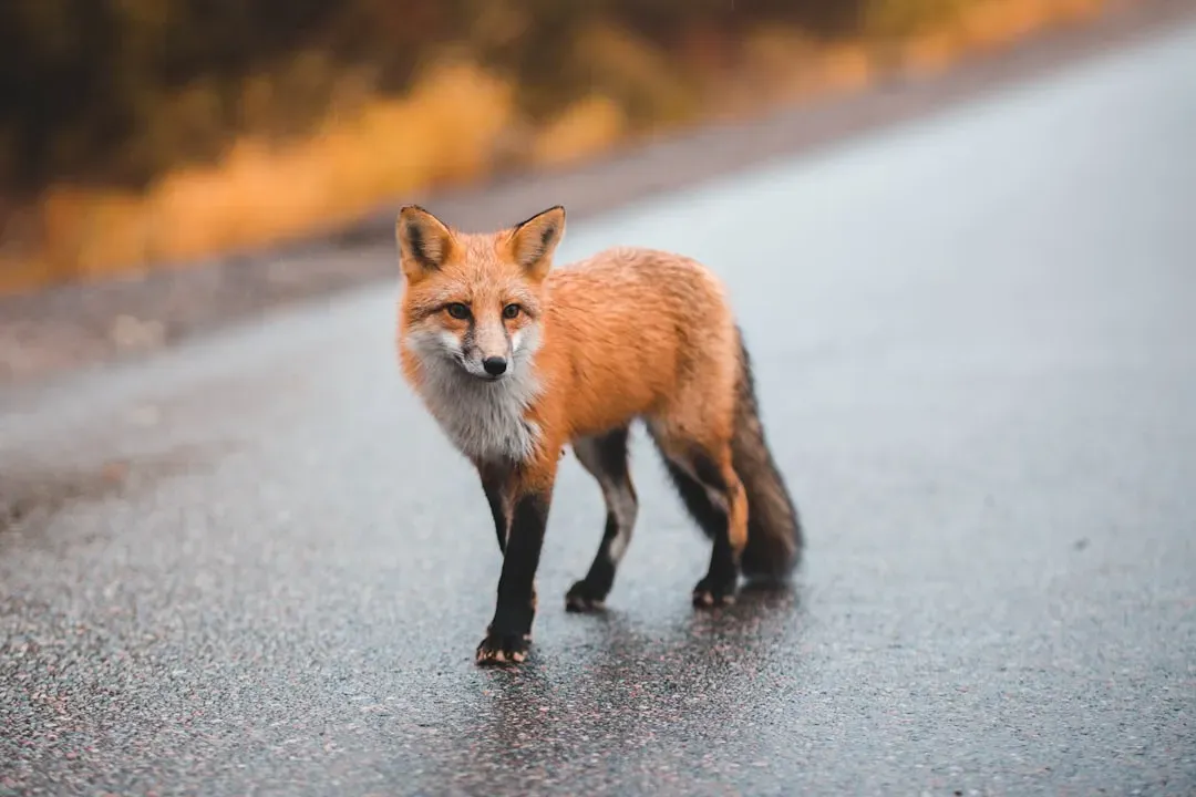 Virgo: The Methodical Fox (Image Credits: Unsplash)