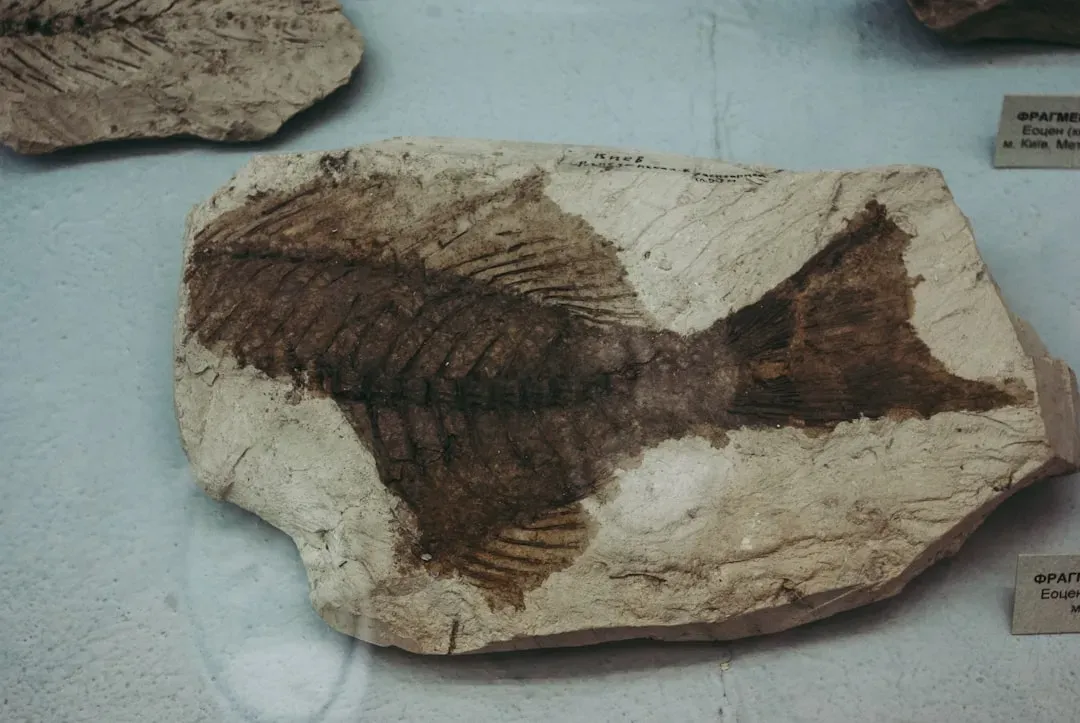 Synchrotron Beams: Reading Chemical Fingerprints Locked in Fossils (Image Credits: Unsplash)