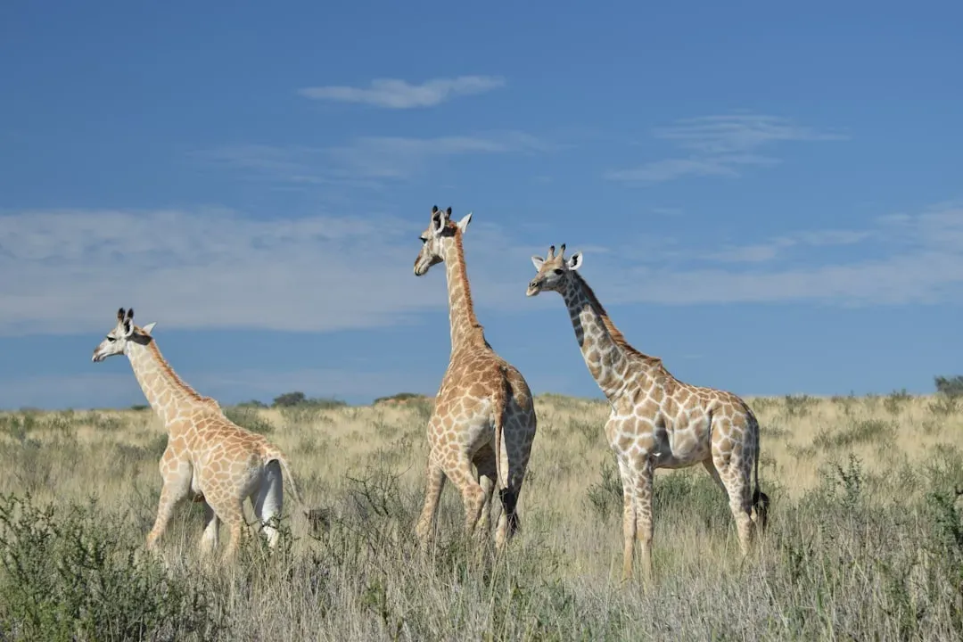 Growing Up Giraffe: Developmental Costs Of A Long Neck (Image Credits: Unsplash)