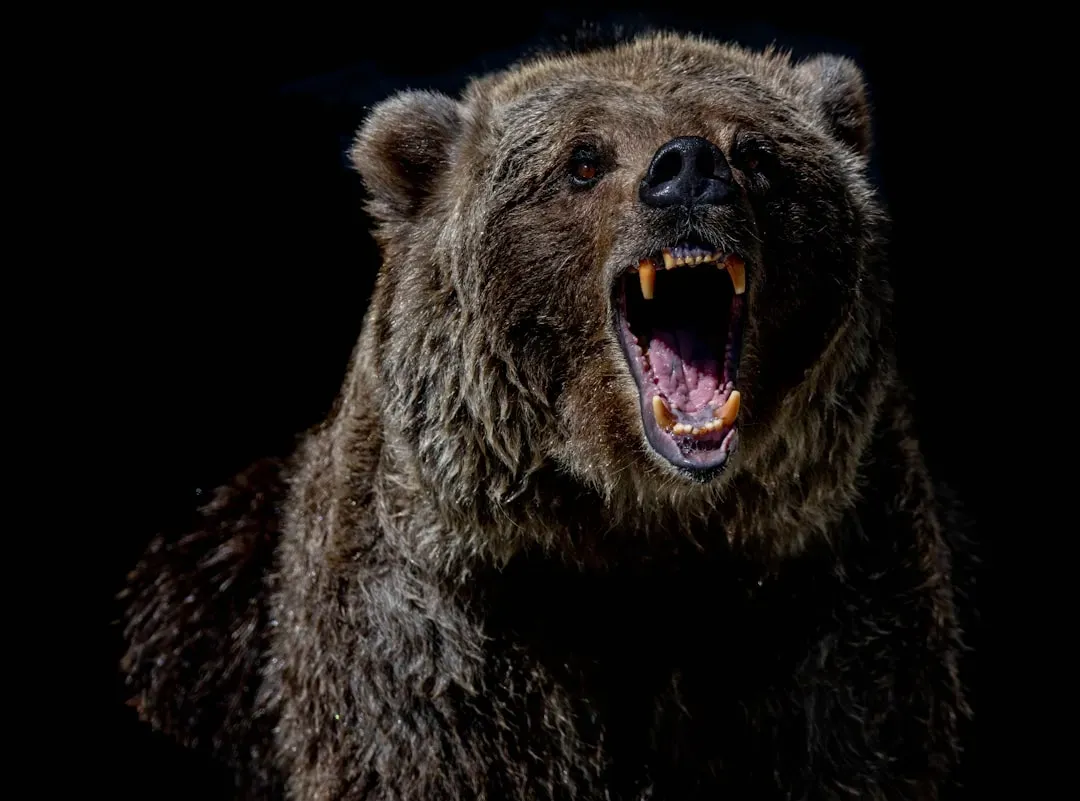 #6 - Grizzlies Are Quietly Turning Into Night Animals (Image Credits: Unsplash)