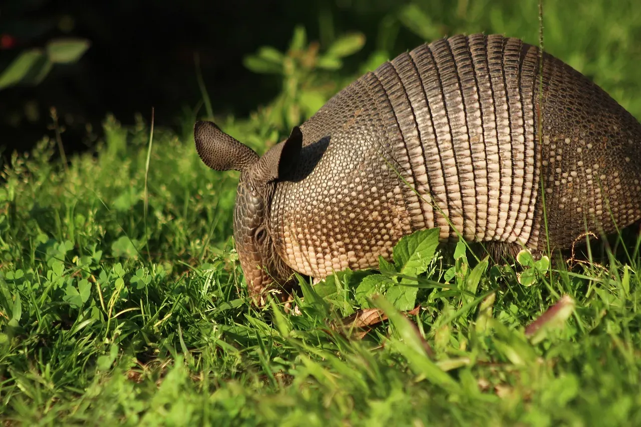 Modern Armadillos: Miniature Time Travelers In Our Backyards (Image Credits: Pixabay)