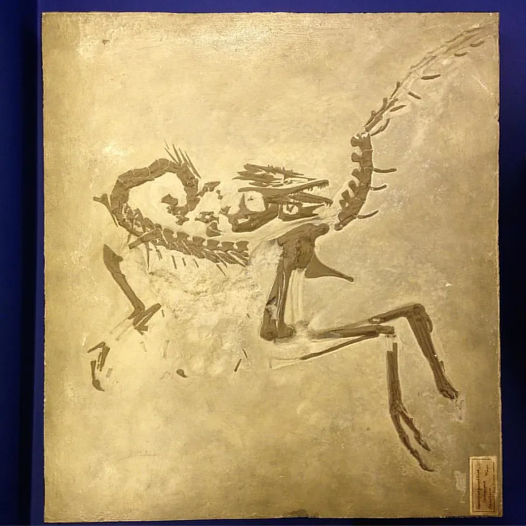 What Fossils Really Tell You About Compsognathus (Image Credits: Flickr)