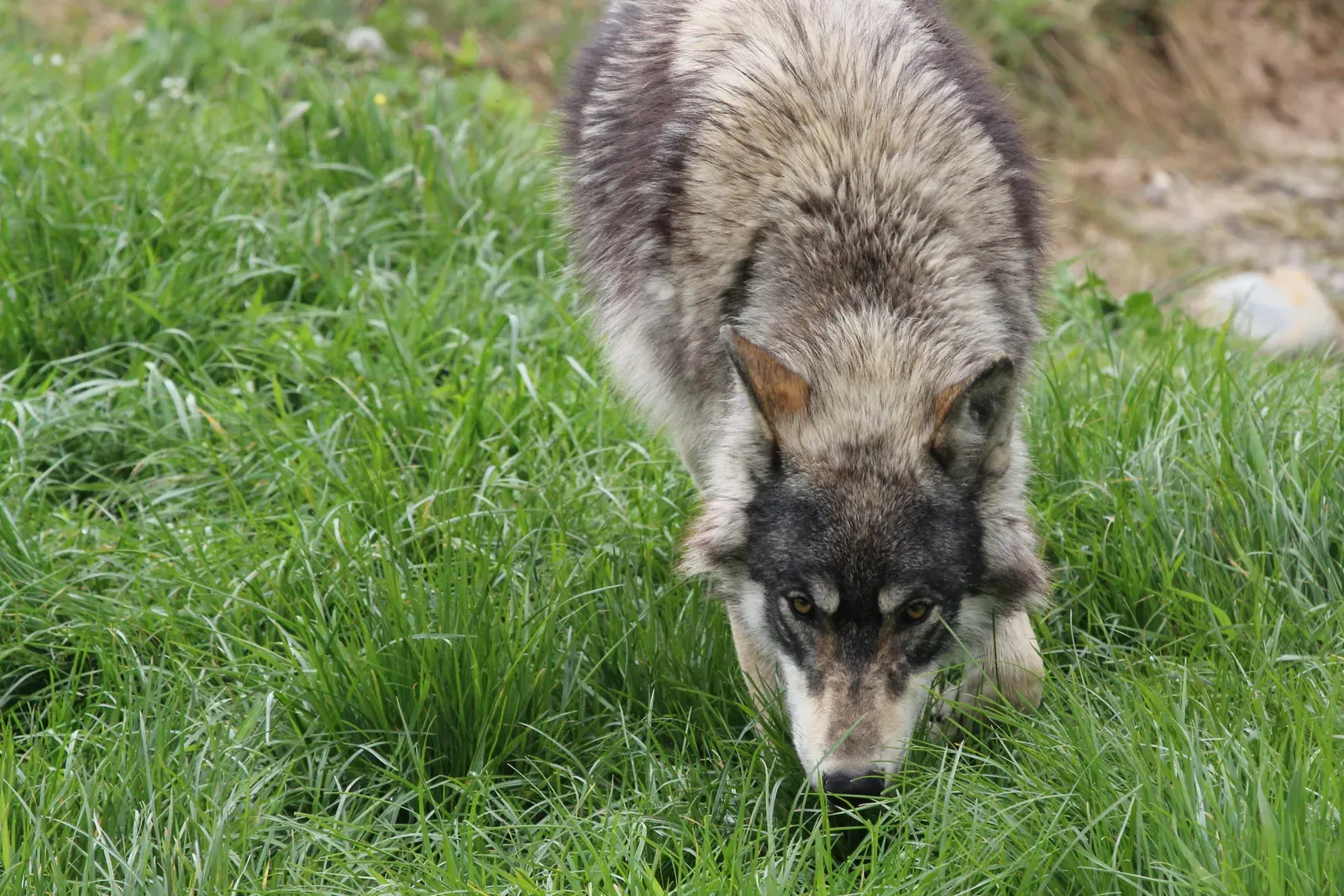 #12 - Even the "Most Studied Mammal on Earth" Still Baffles Scientists (Picking up the Scent, CC BY-SA 2.0)