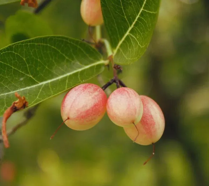 #14 - Wild Sour Fruits That Taste Nothing Like Today's Produce (Image Credits: Pexels)