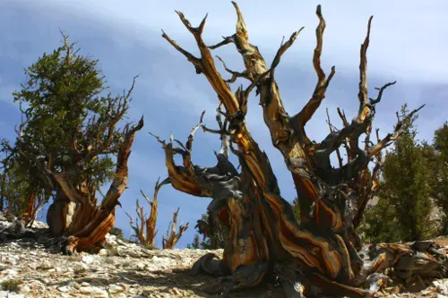 The Legacy These Ancient Forests Left Behind (Image Credits: Wikimedia)