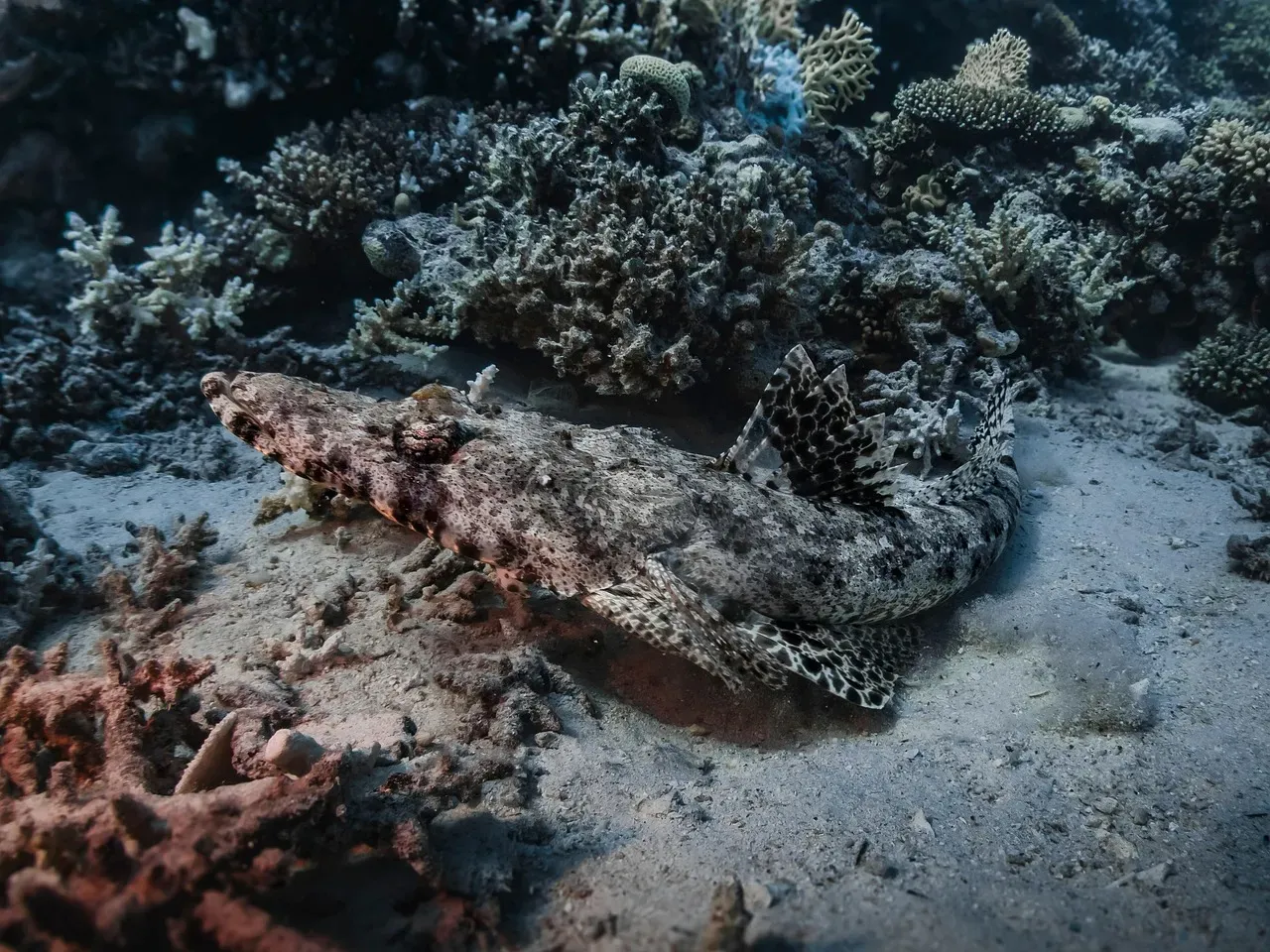 Modern “toxic seafloors” hint at how bad it once was (Image Credits: Pixabay)