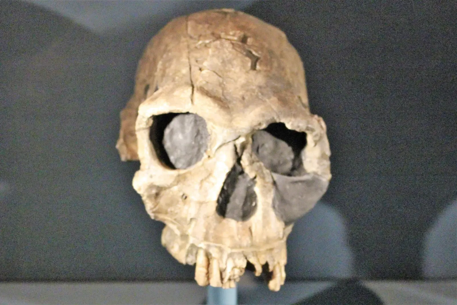 Homo habilis: the handy experiment at the dawn of our genus (kindly granted by the author, CC BY-SA 4.0)