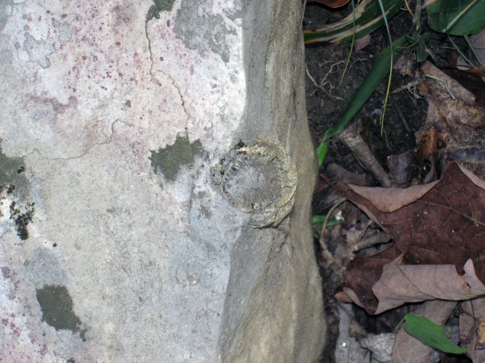 6. The Walls Are Covered in Ancient Fossils and Rare Mineral Formations (Fossil rugose coral in limestone (Girkin Limestone, Upper Mississippian; Dixon Cave Trail, Mammoth Cave, Kentucky, USA) 1, CC BY 2.0)