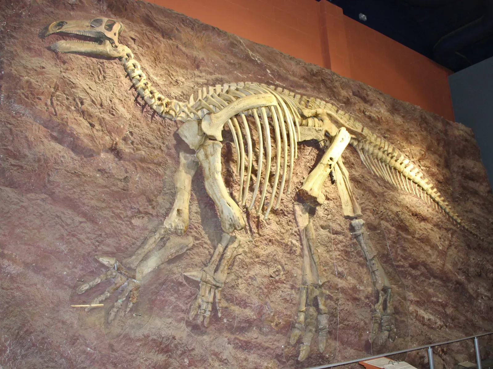 #7 - The Dinosaur That Wore Its Weapon on the Wrong Body Part for Decades (By N.Cayla, CC BY-SA 4.0)