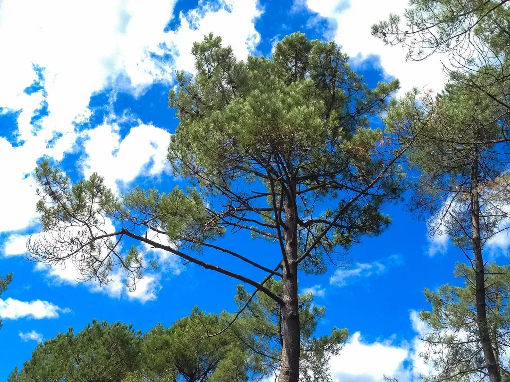 How These Trees Actually Grew Bigger (Andy Hay, Flickr, CC BY 2.0)