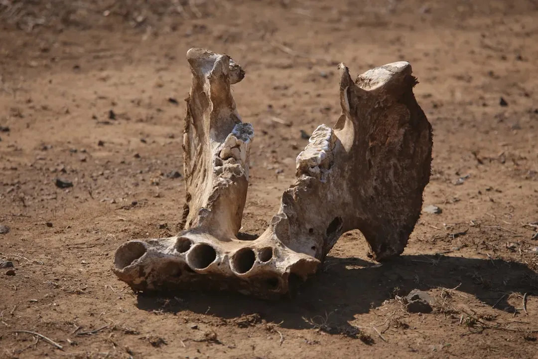 3. They Treated Large Bones As Sacred Relics Or Divine Messages (Image Credits: Unsplash)
