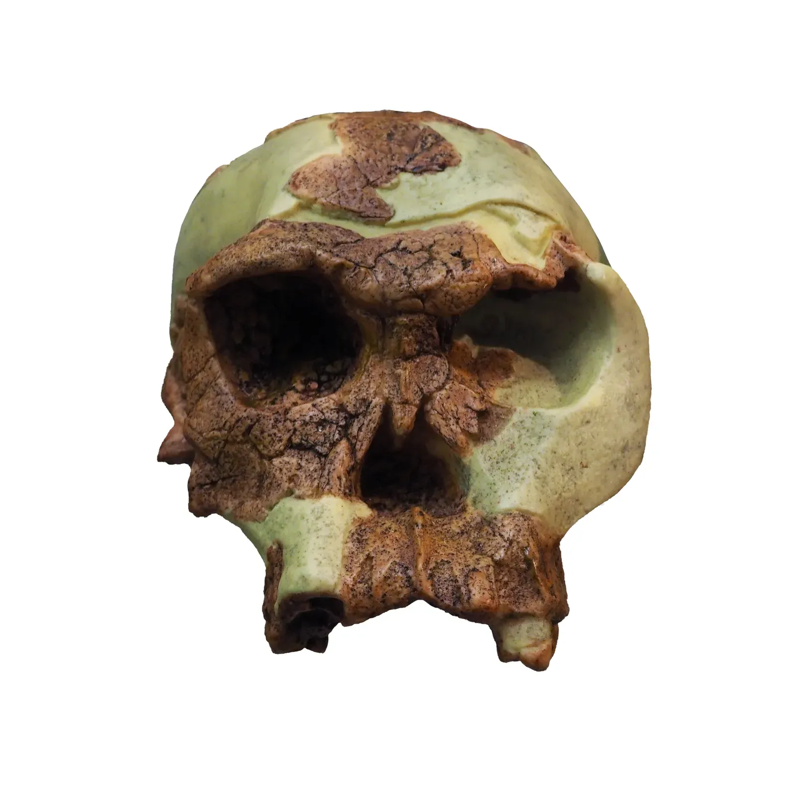 #4 - Homo Habilis, the "Handy Man," Made the First Stone Tools (By Rama, CC BY-SA 3.0 fr)