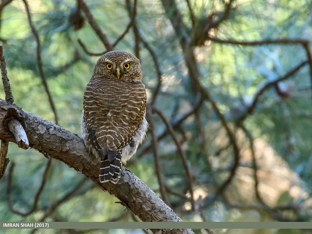 Forest Owlet – India’s Lost Owl in a Fragmented Forest (gilgit2, Flickr, CC BY-SA 2.0)