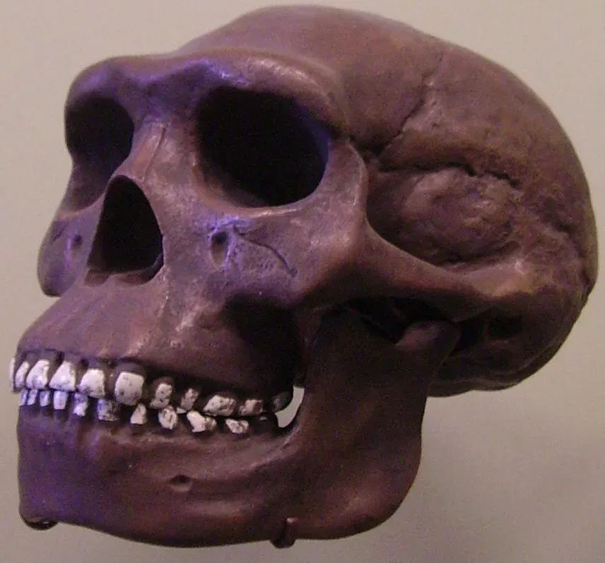 5. Homo erectus: The Human Who Survived Almost Everything, Then Quietly Disappeared (By Immanuel Giel, Public domain)