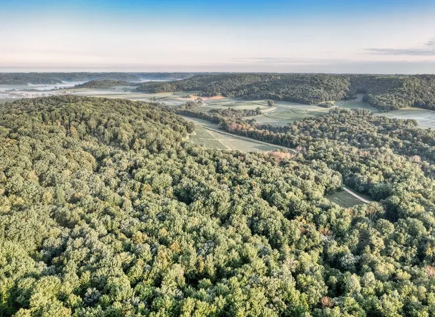 4. Expanding Forests Transformed Open Hunting Grounds (Image Credits: Pexels)
