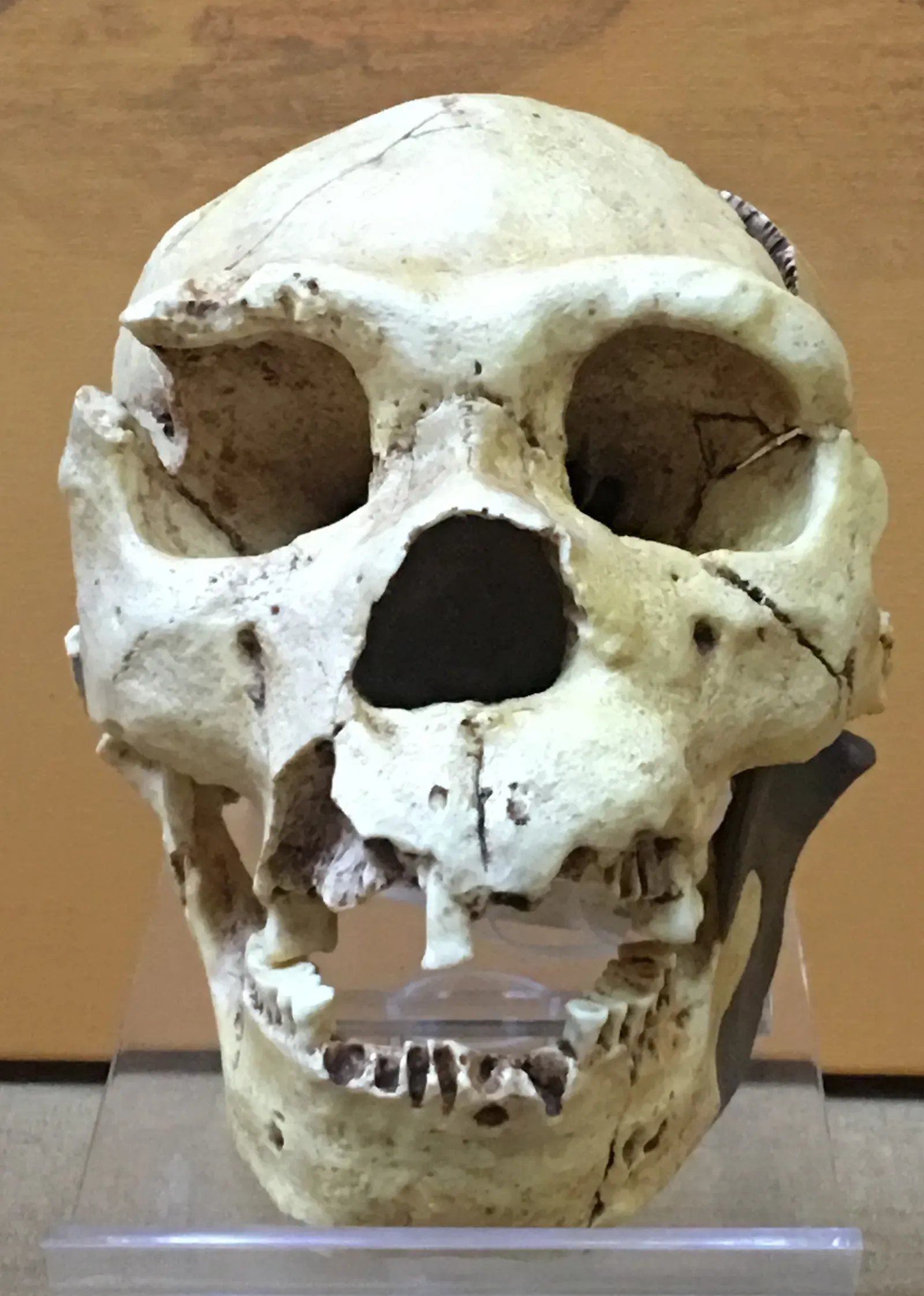 Atapuerca and the Pit of Bones (Image Credits: Wikimedia)