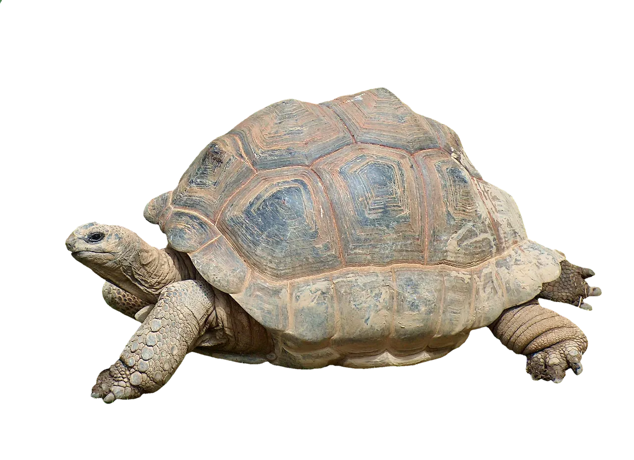 #3: Tortoises, Birds and Small Reptiles, Bones and All (Image Credits: Pixabay)
