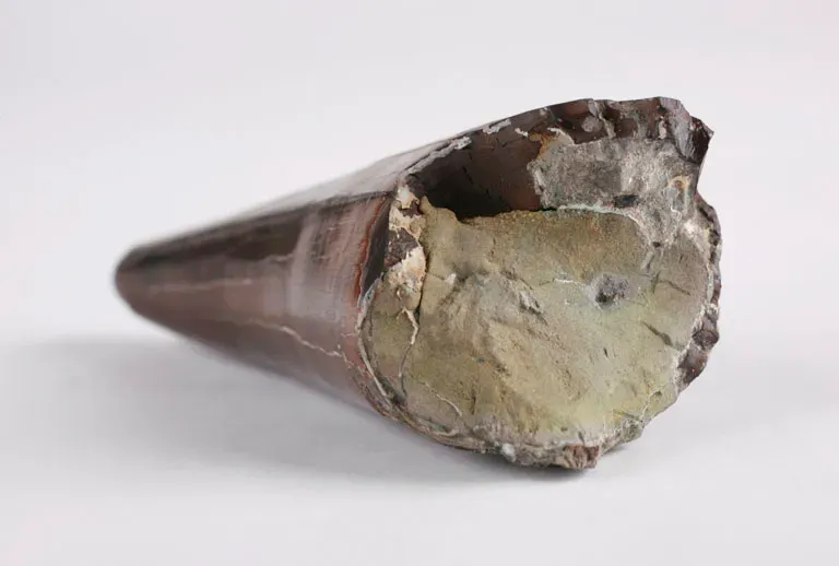 Bite Marks and Embedded Teeth Prove Active Predation (Image Credits: Wikimedia)