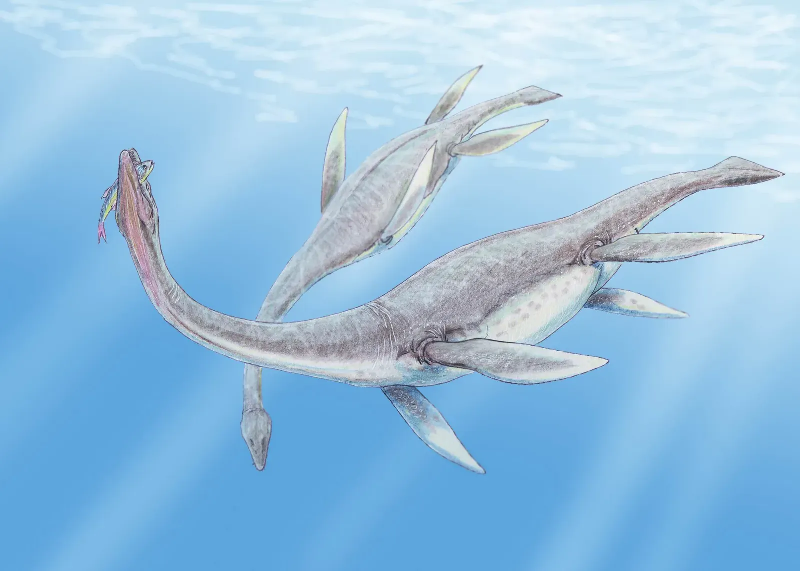 6. The Four-Flipper Flying Motion of Plesiosaurs (Image Credits: Wikimedia)