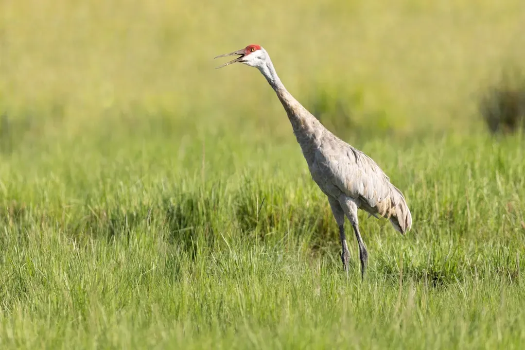 Virgo – The Grassland Crane’s Precise Rituals (Image Credits: Unsplash)