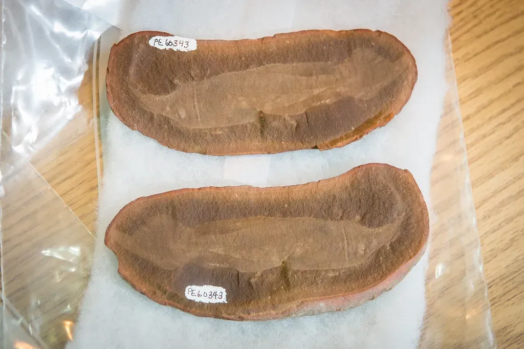 The Tully Monster: The Fossil That Defies Every Label (Image Credits: Flickr)