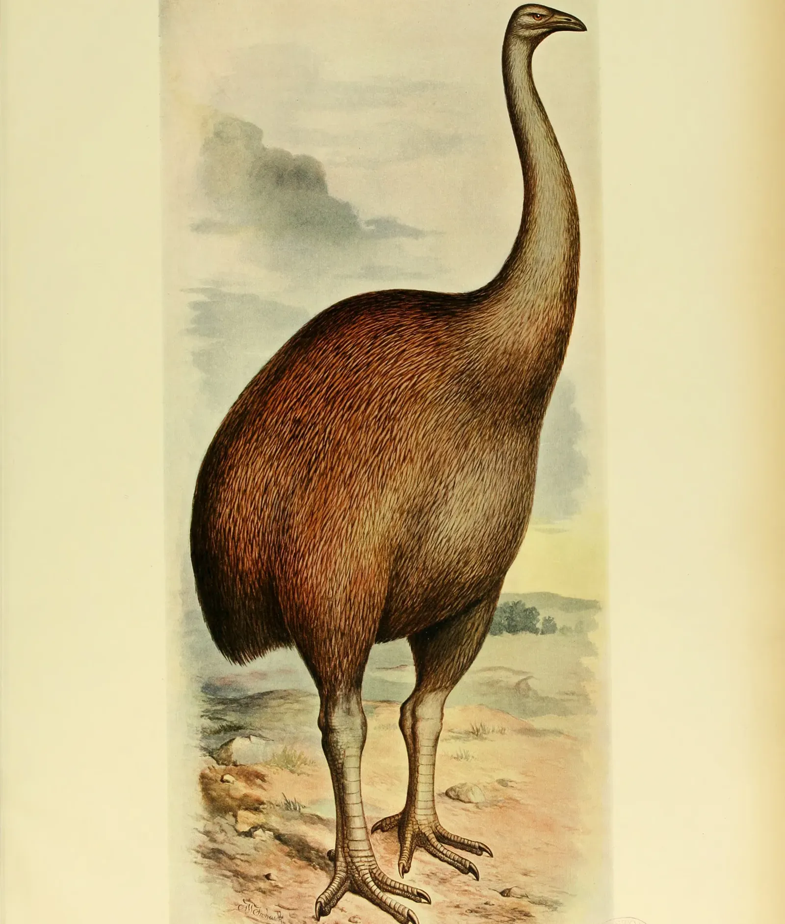 #4 - The Giant Moa That May Have Lingered in New Zealand's Backcountry (Image Credits: Wikimedia)