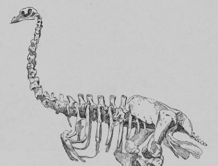 #5 - Moa Had Zero Wing Bones. Not Small Wings. None. (Image Credits: Wikimedia)