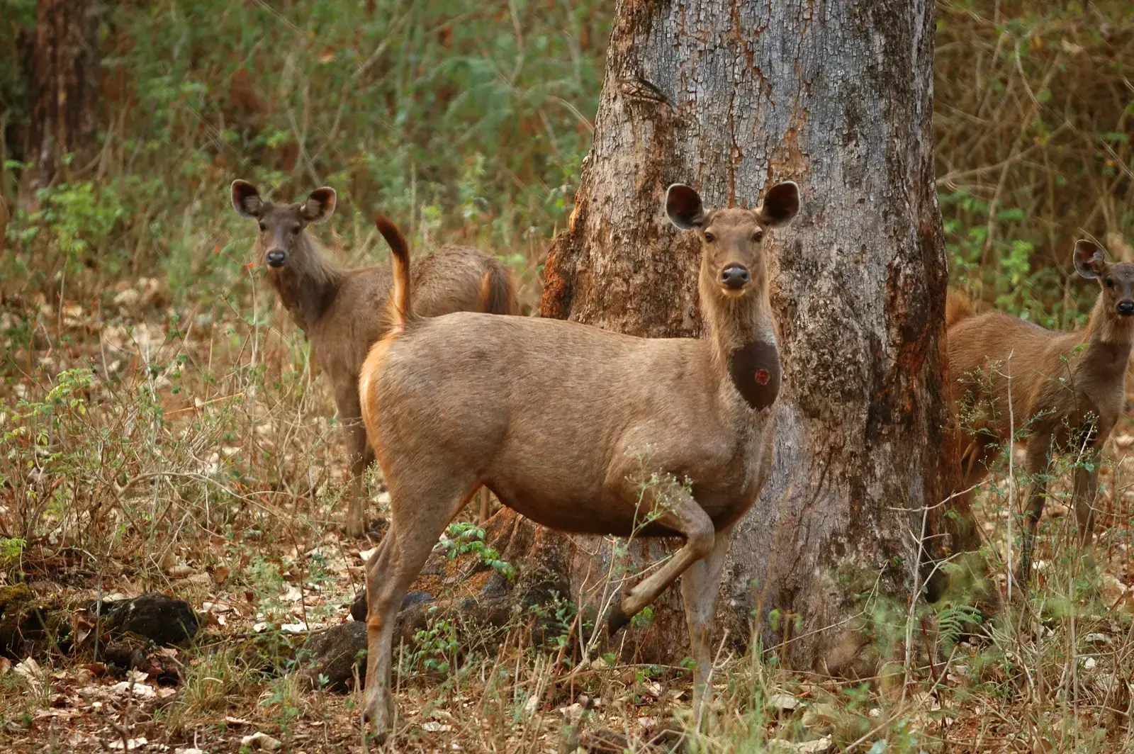 5. Using Alarm Calls and Sudden Silence as Early Warning Systems (By Kalyan Varma, CC BY-SA 4.0)