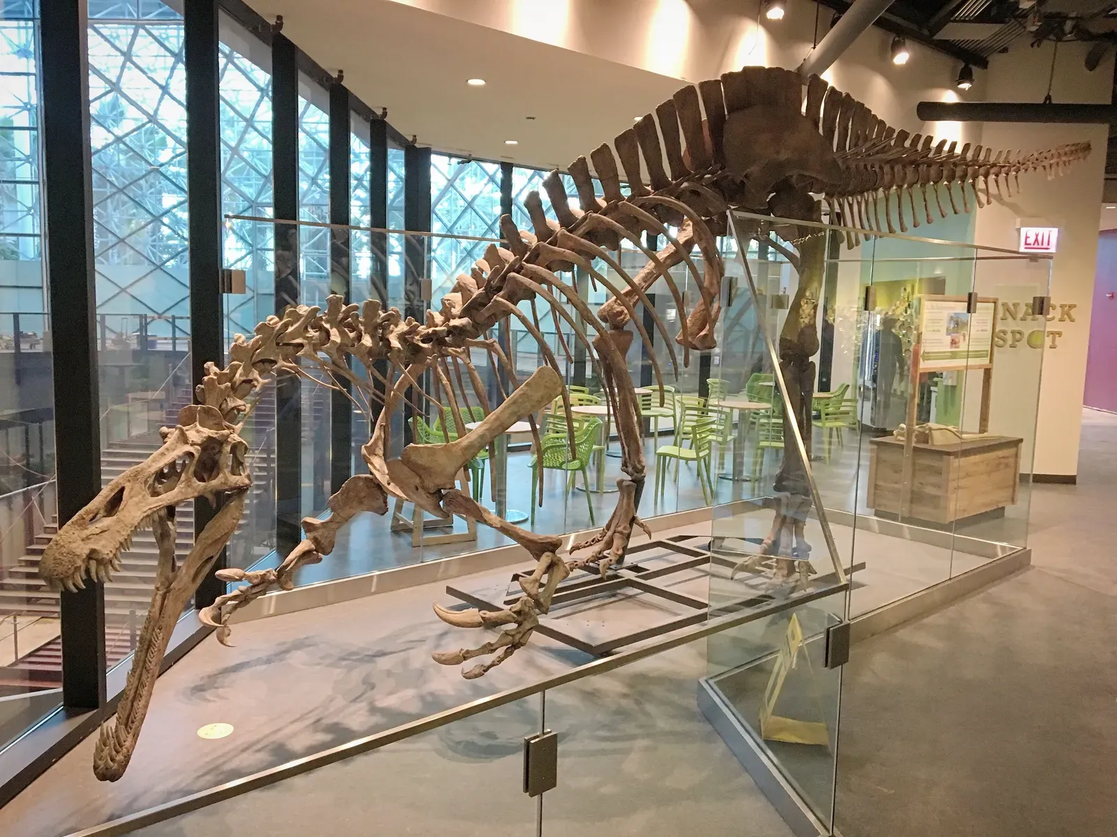 2. It Was Big Enough To Be Terrifying, But Not Quite The Top Spinosaur (By Zissoudisctrucker, CC BY-SA 4.0)