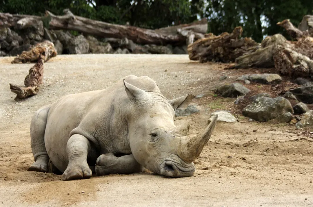 Conclusion – Extinction Is Not Always Final, but It Is Always a Warning (Image Credits: Unsplash)
