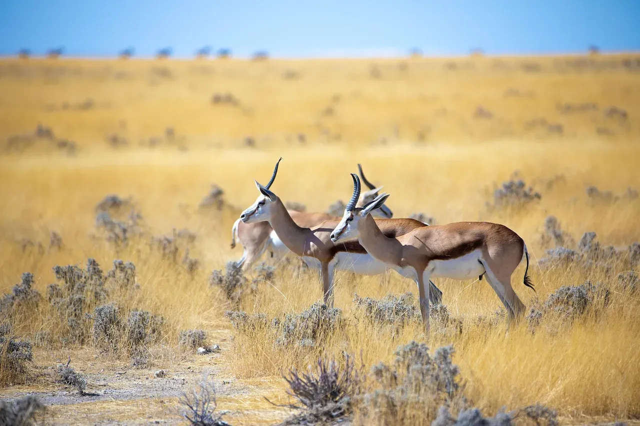 Libra – The Graceful Gazelle (Image Credits: Pixabay)