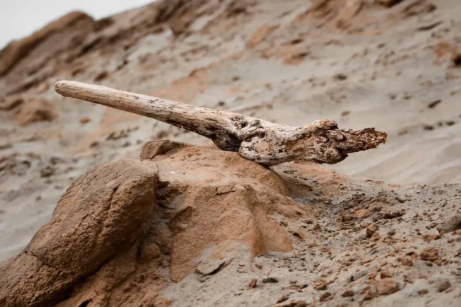 #2 - Wooden Digging Sticks That Predate Farming by 165,000 Years (Image Credits: Pexels)