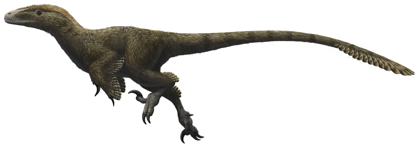 Sagittarius – Utahraptor, the Adventurous Pack Hunter (By Ferahgo the Assassin (Emily Willoughby, e.deinonychus@gmail.com) https://emilywilloughby.com, CC BY-SA 3.0)
