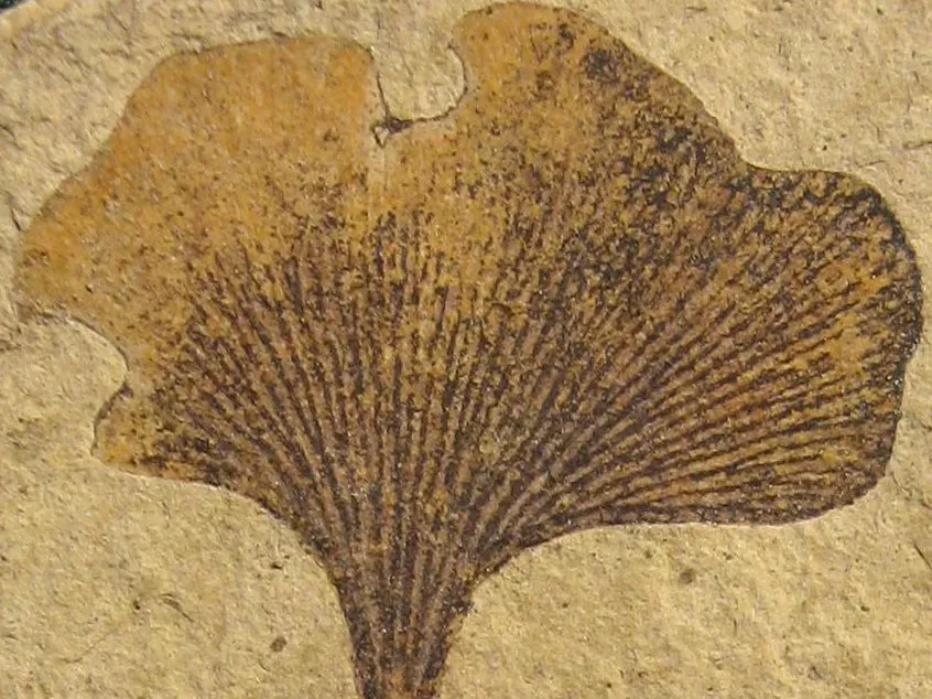 #8 - A "Zombie Ant" Death Grip 48 Million Years Old (By Kevmin, CC BY-SA 4.0)