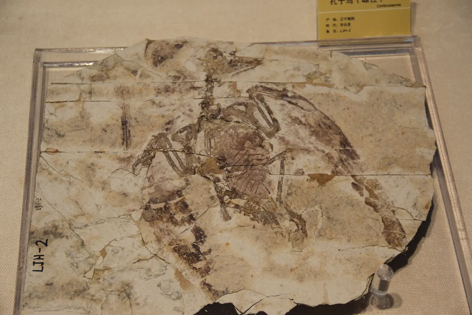 #9 - The "Too-Advanced" Bird From The Age Of Dinosaurs (Fossil Bird, CC0)