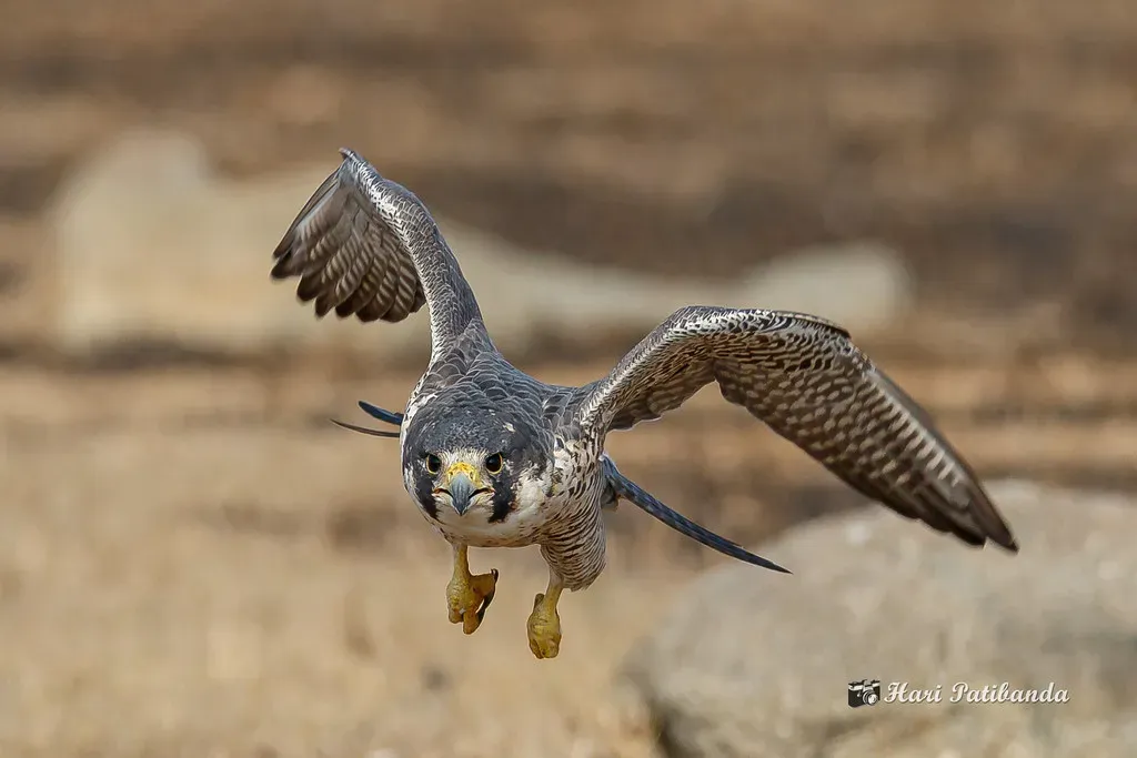 Virgo – The Falcon: Precise, Analytical, and Always Calculating (Hari K Patibanda, Flickr, CC BY 2.0)